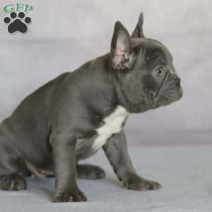 Pebbles, French Bulldog Puppy